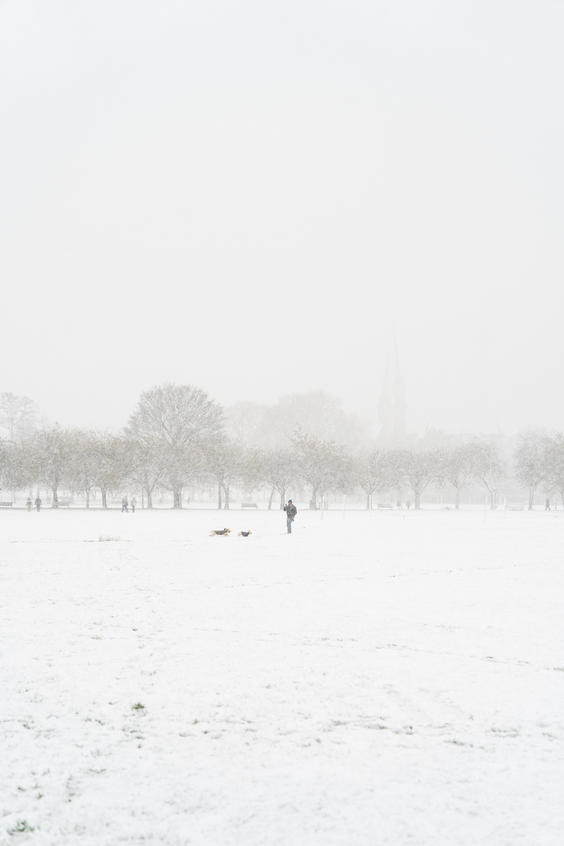 A snowy view across the Meadows, a man plays with two dogs, with a line of trees and a church faintly visible in the background