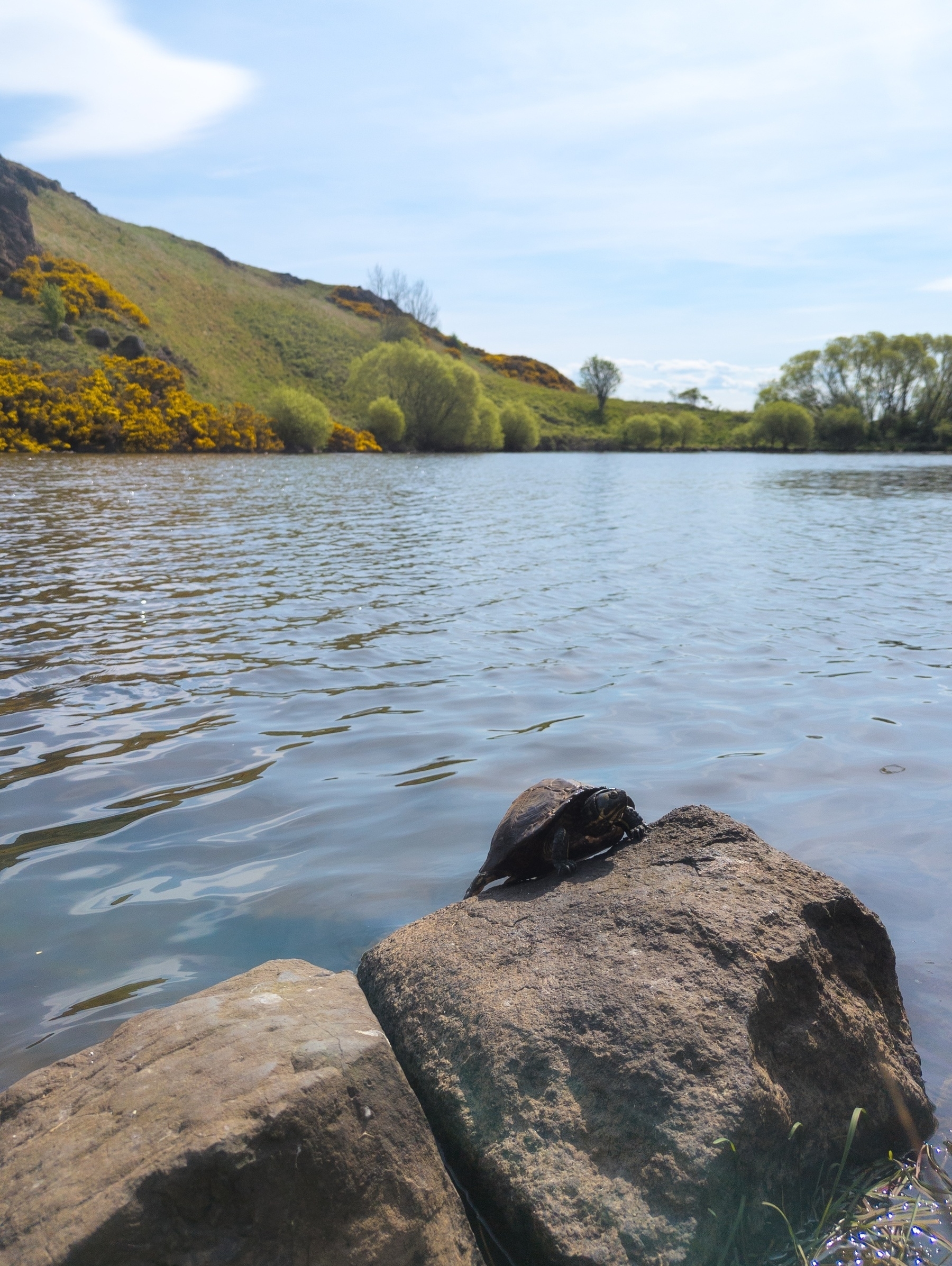 A turtle, at the loch. On a rock. 