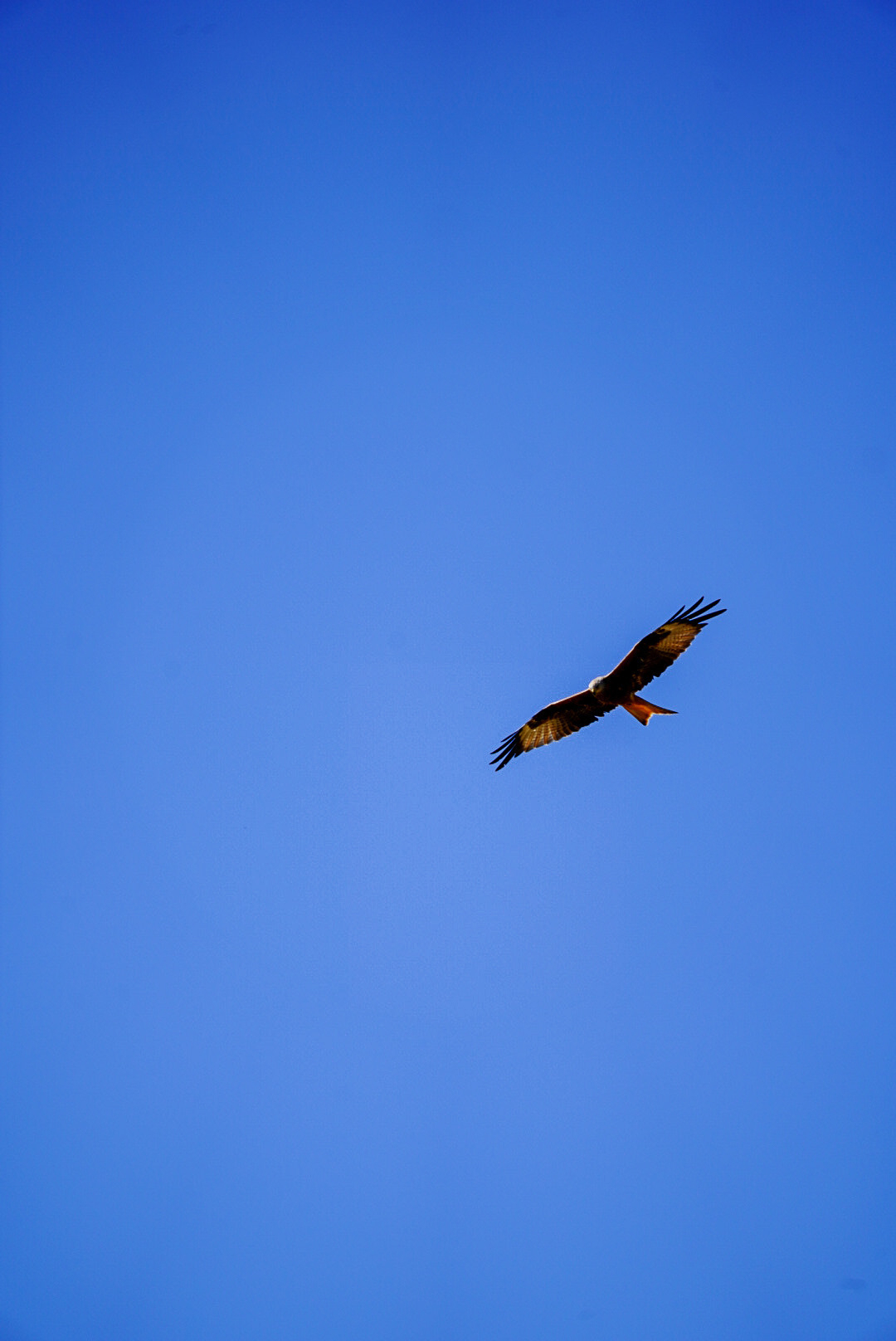 A kite (bird!) in the cloudless sky