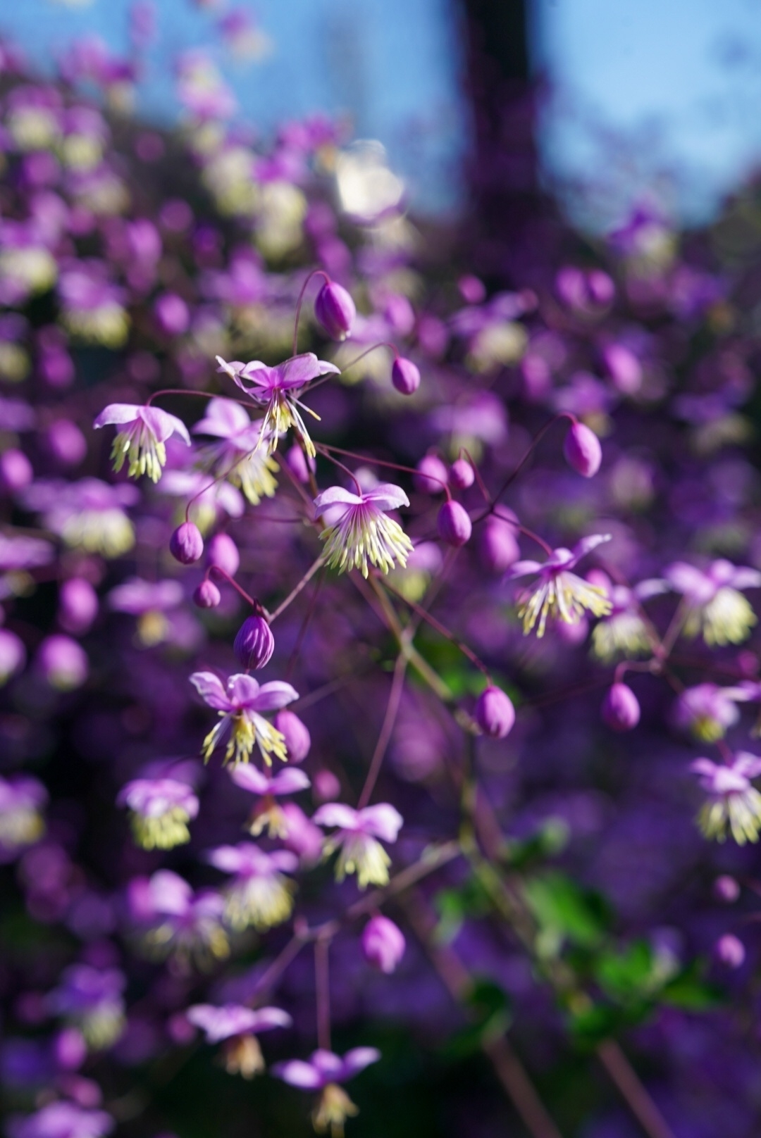 Purple flowers