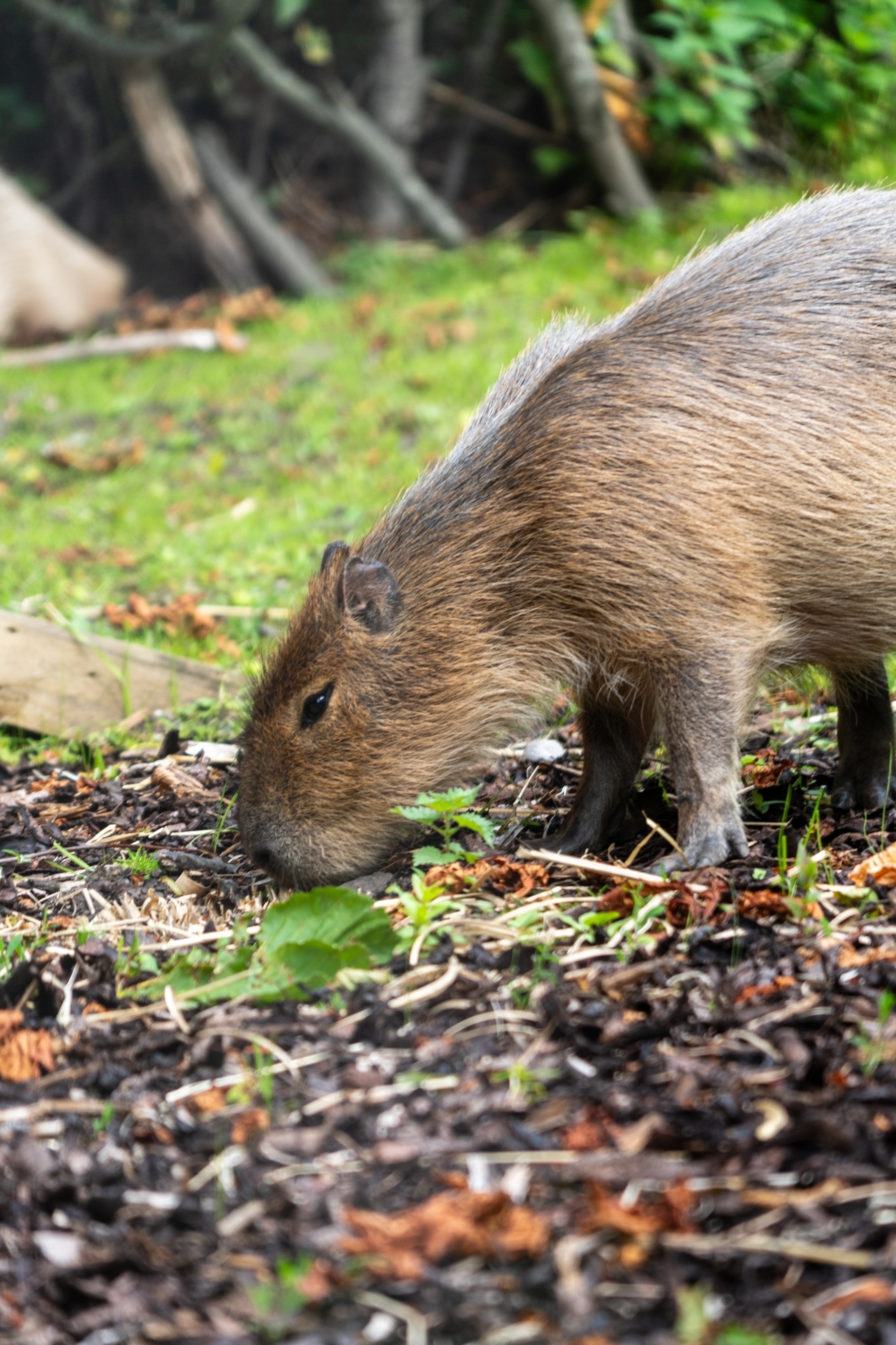 A Capybara searching for food