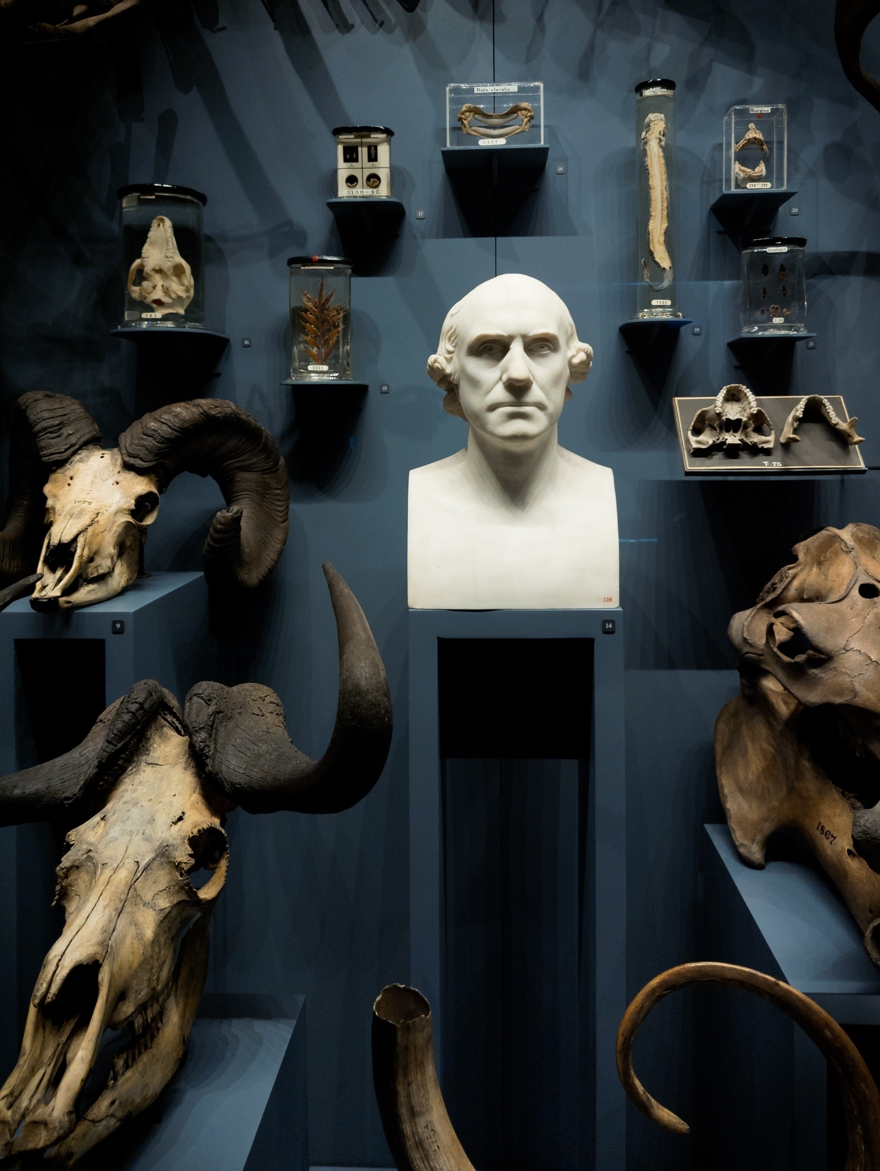 Bust of John Hunter surrounded by animal skulls and specimens 