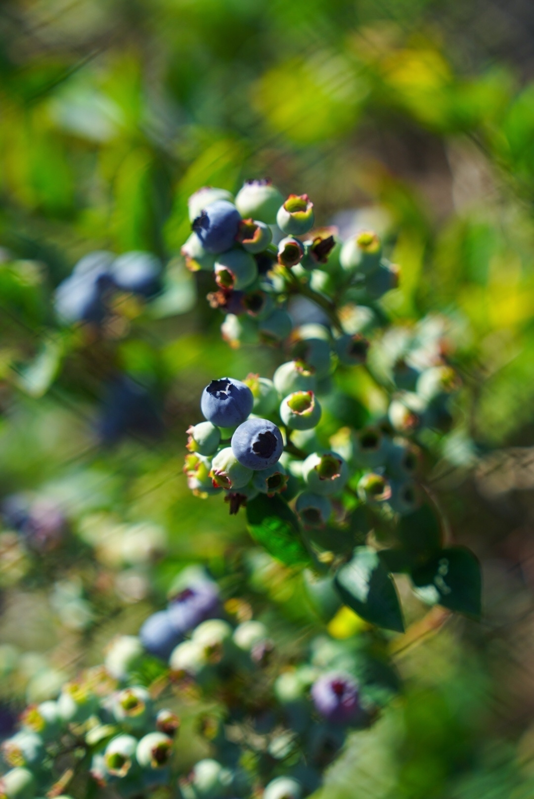 Ripening blueberries on the bush