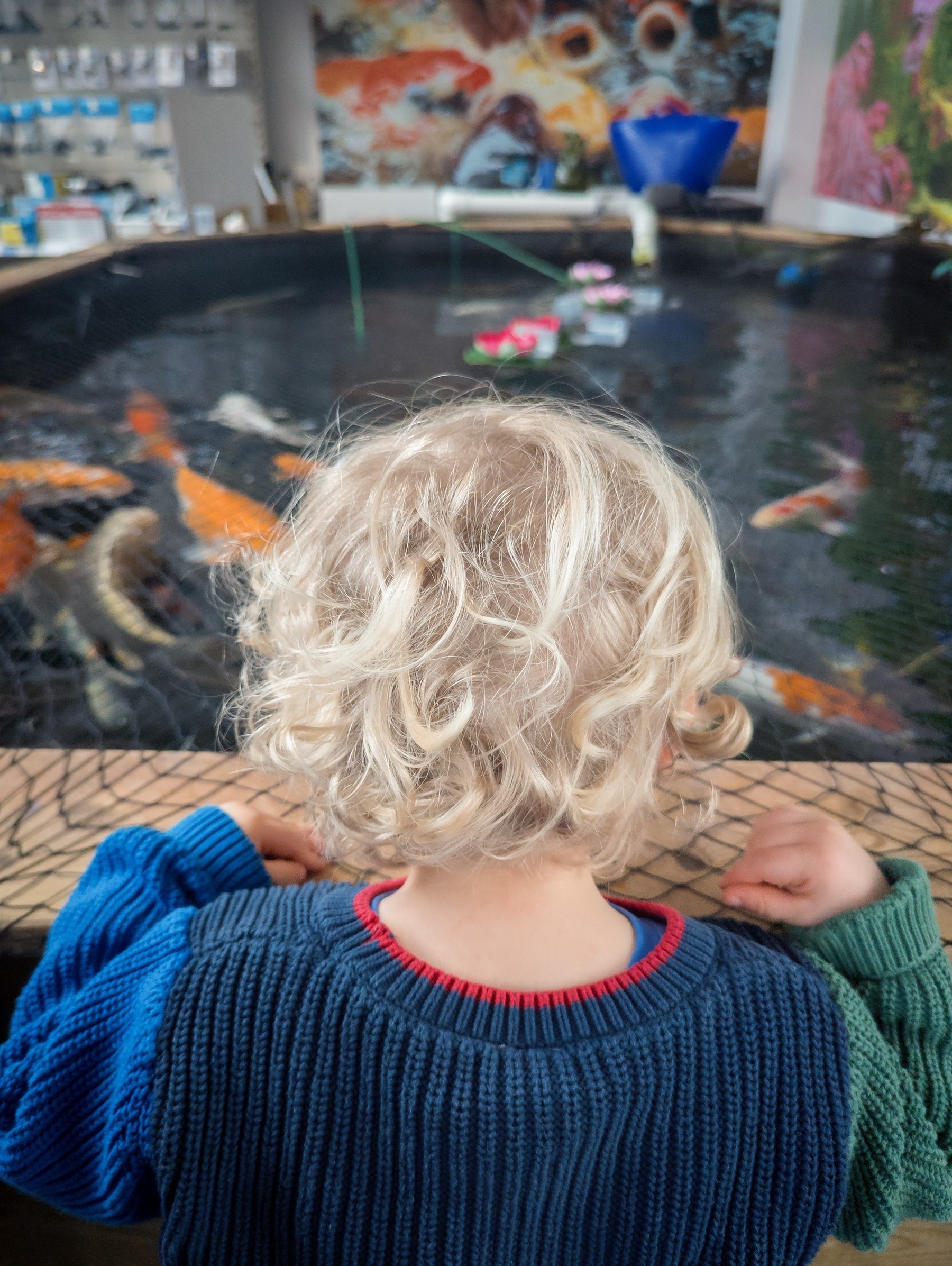 Jack with his back to us looks at some golden fish in a big indoor pond