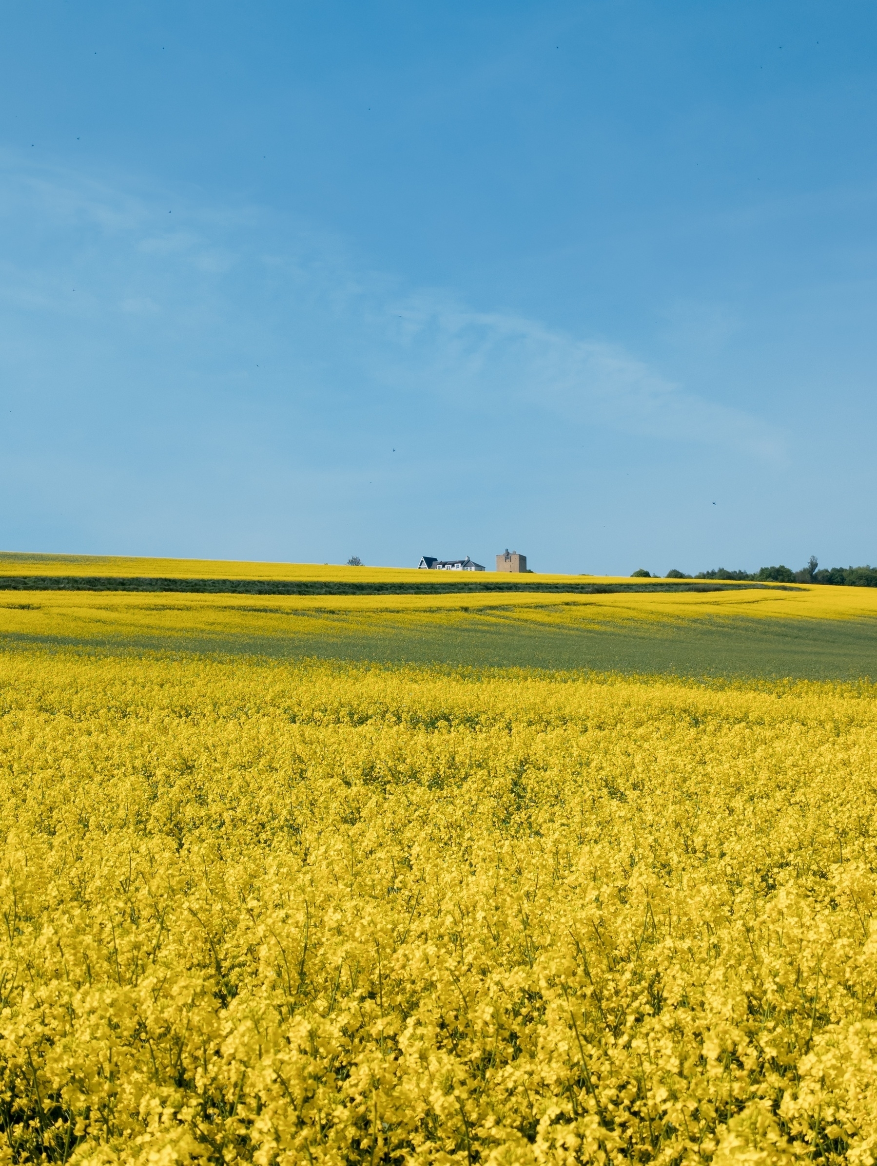 Yellow and green field blue sky, Liberton tower poking out on the horizon
