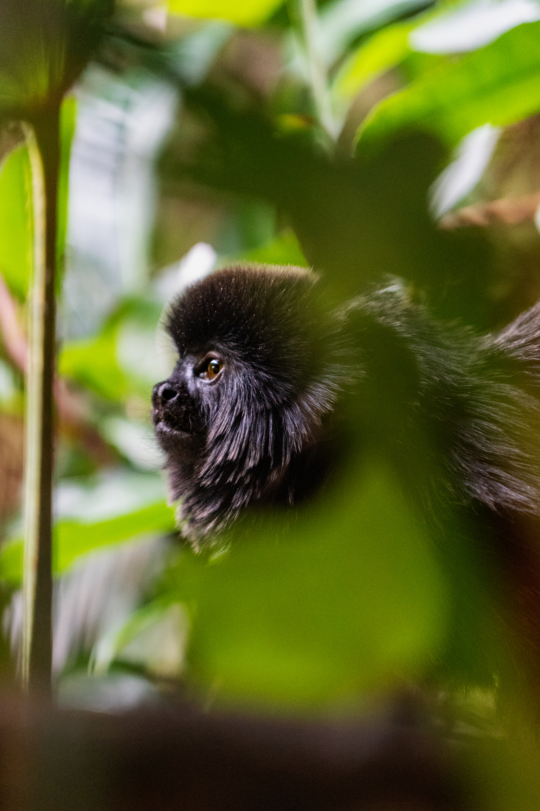 Goeldi’s Monkey