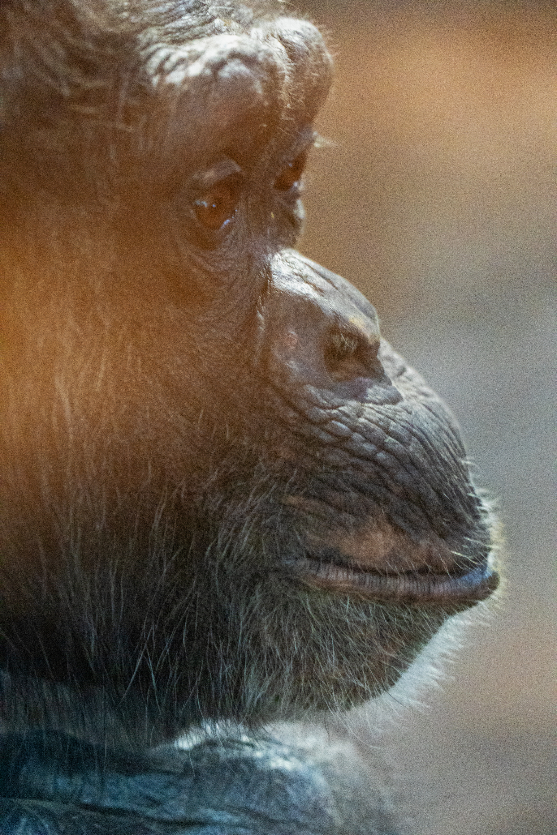Close up of a chimp